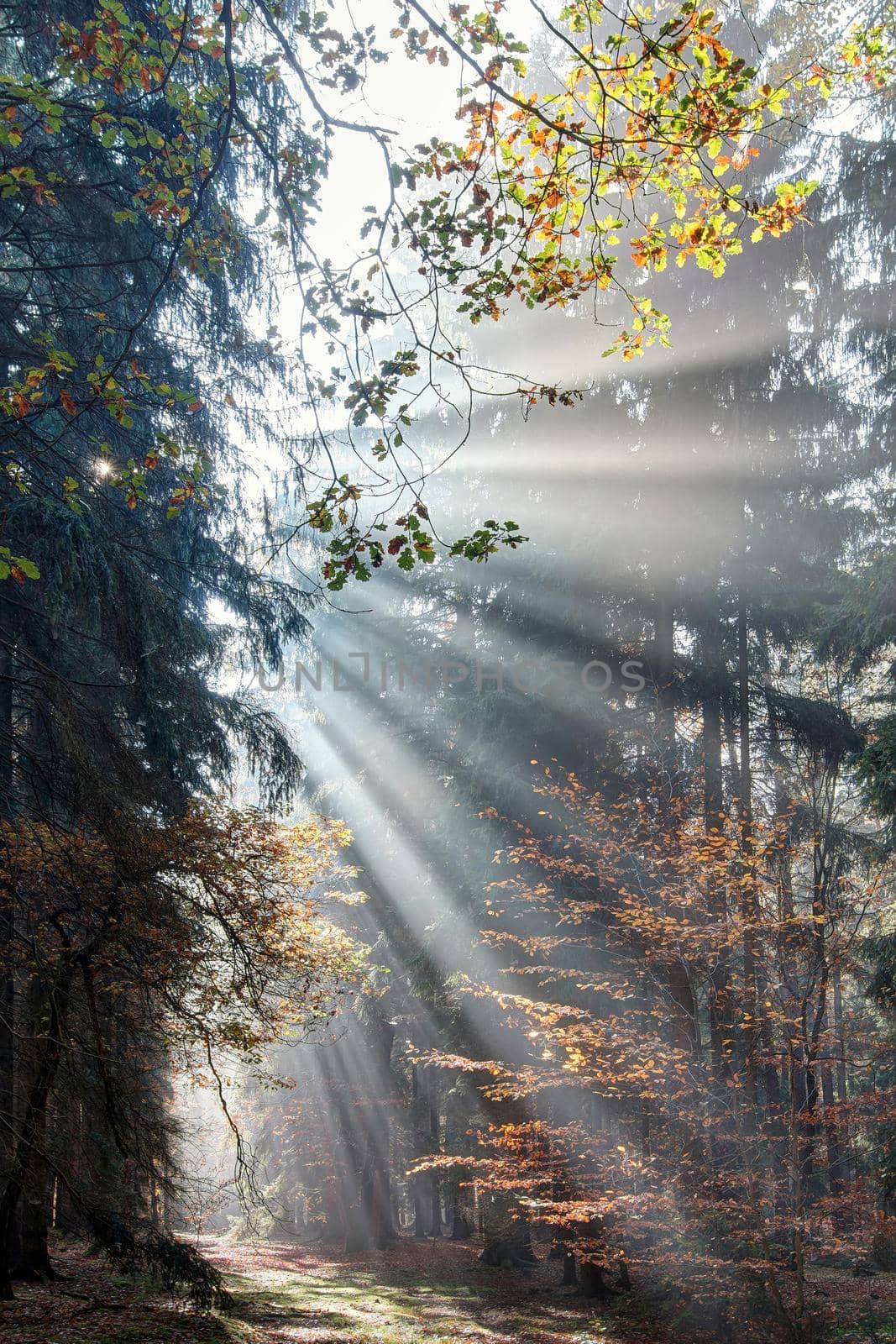 God beams - sun rays n the early morning forest