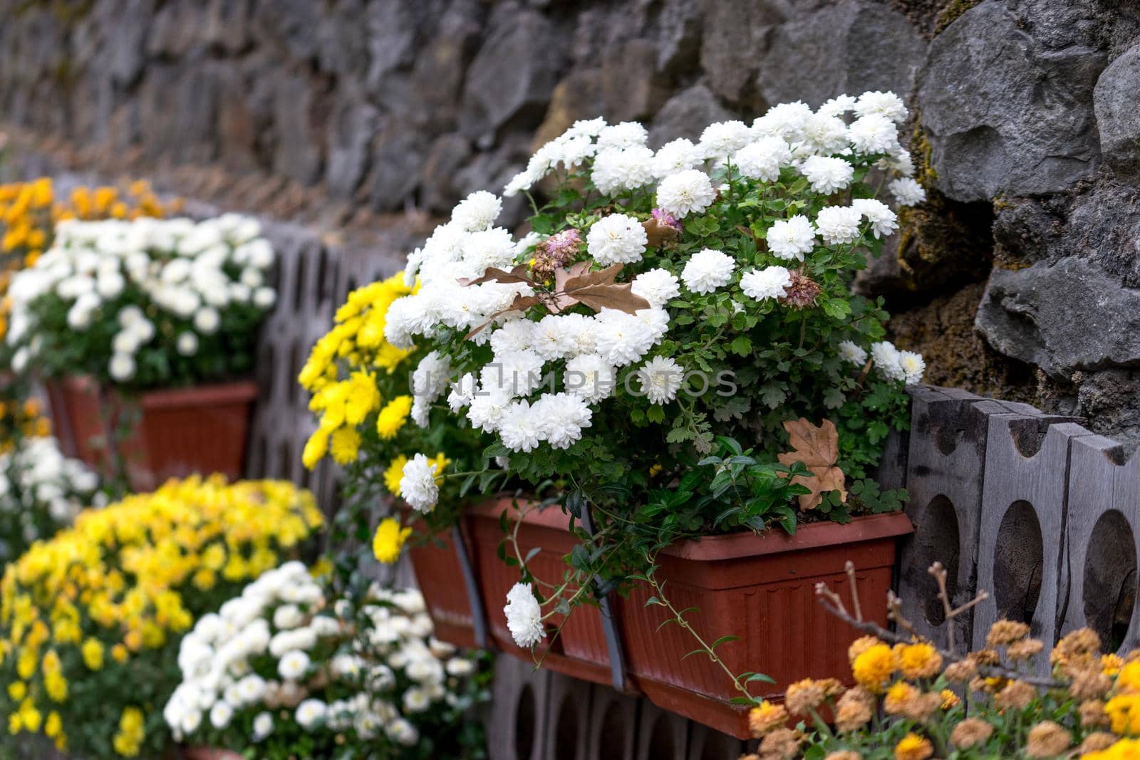 Large decorative flower bed of chrysanthemums in pots at the stone wall.