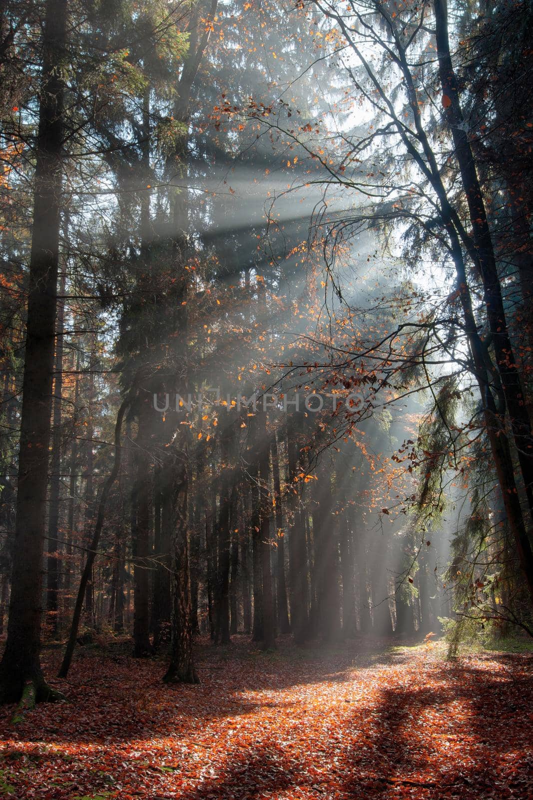 God beams - sun rays n the early morning forest. Voderady Beechwood - National Nature Reserve, Czech republic.