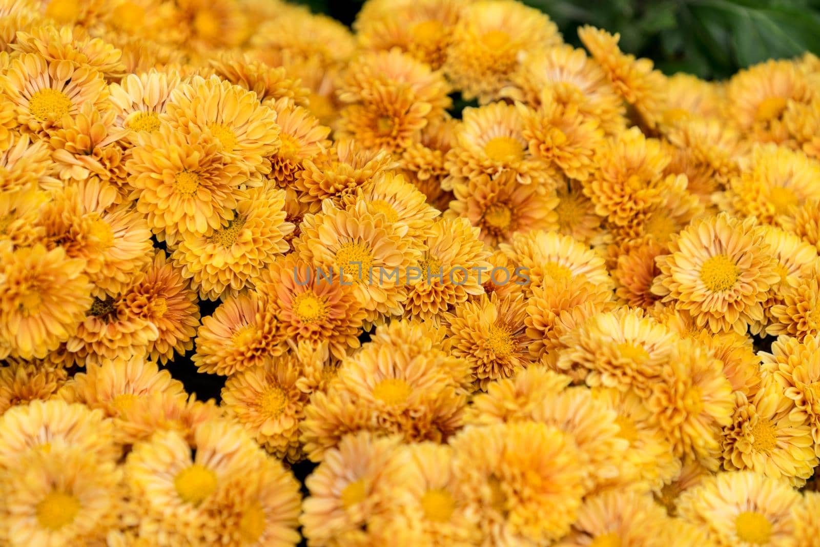 Bright floral background with lots of buds and flowers of chrysanthemums.