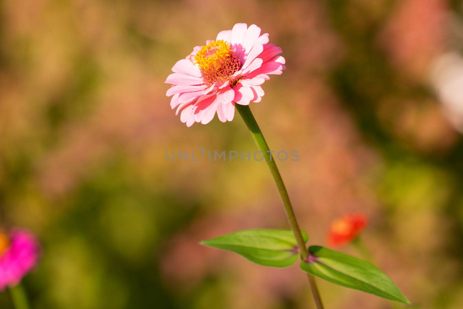 Zinnia flowers on a blurred vegetable background.