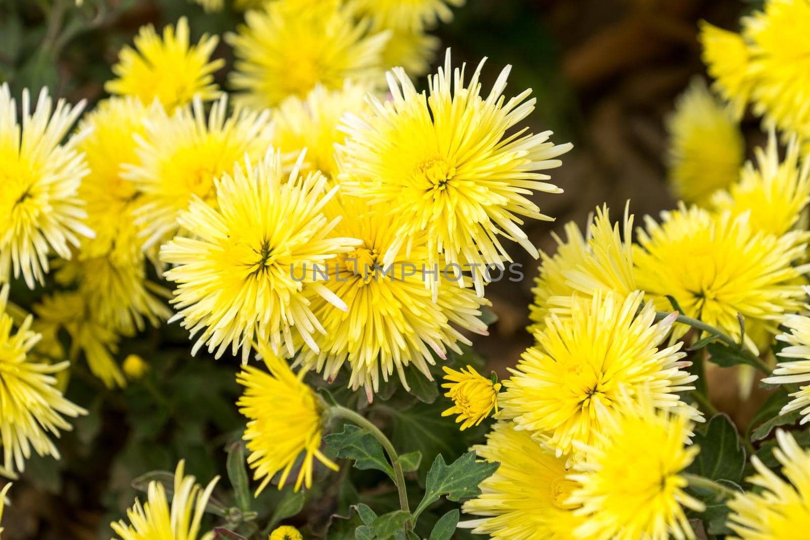 floral background with yellow chrysanthemums