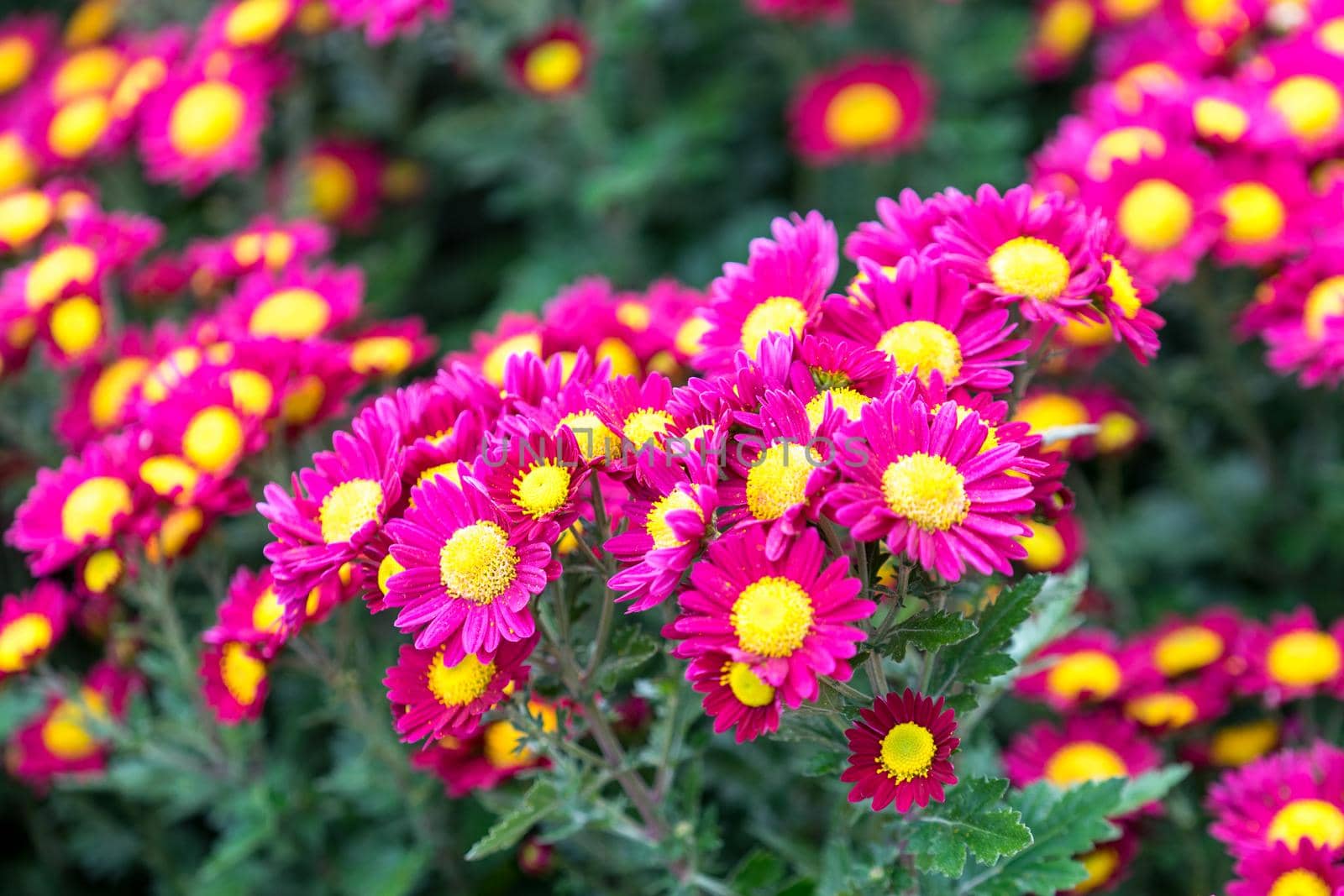 Floral background with bright pink chrysanthemum with a yellow core on blurred background