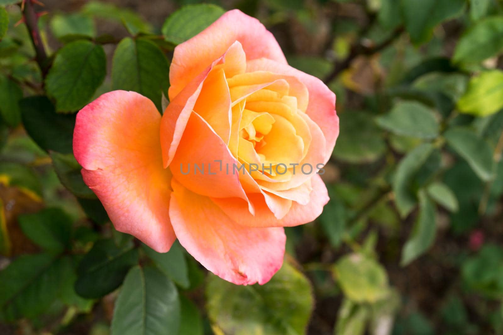 Bright yellow-orange rose on blurred green background with bokeh.