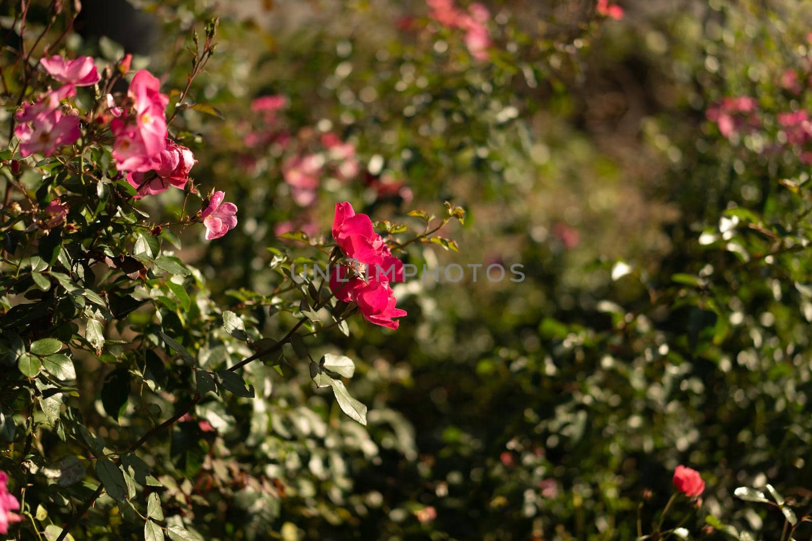 Beautiful pink rose on a blurry background. Flowers and gardens