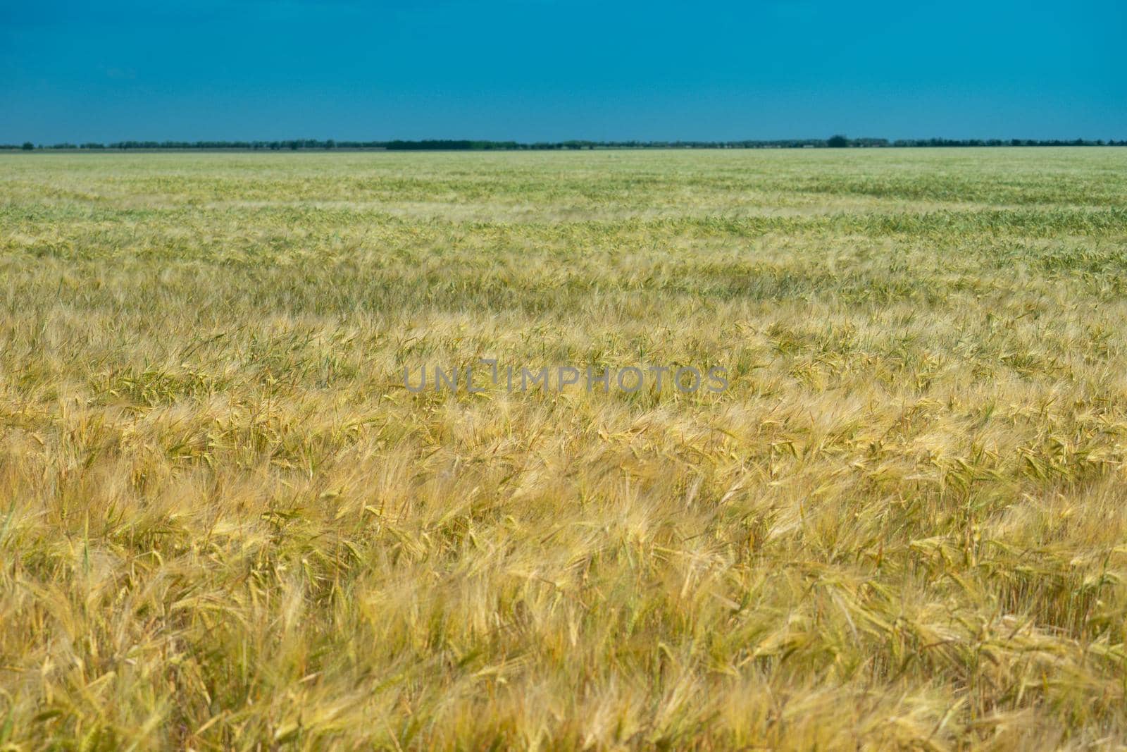 Wheat field. Agricultural field with different varieties of wheat, near Evpatoria. Cultivation of different varieties of grain crops
