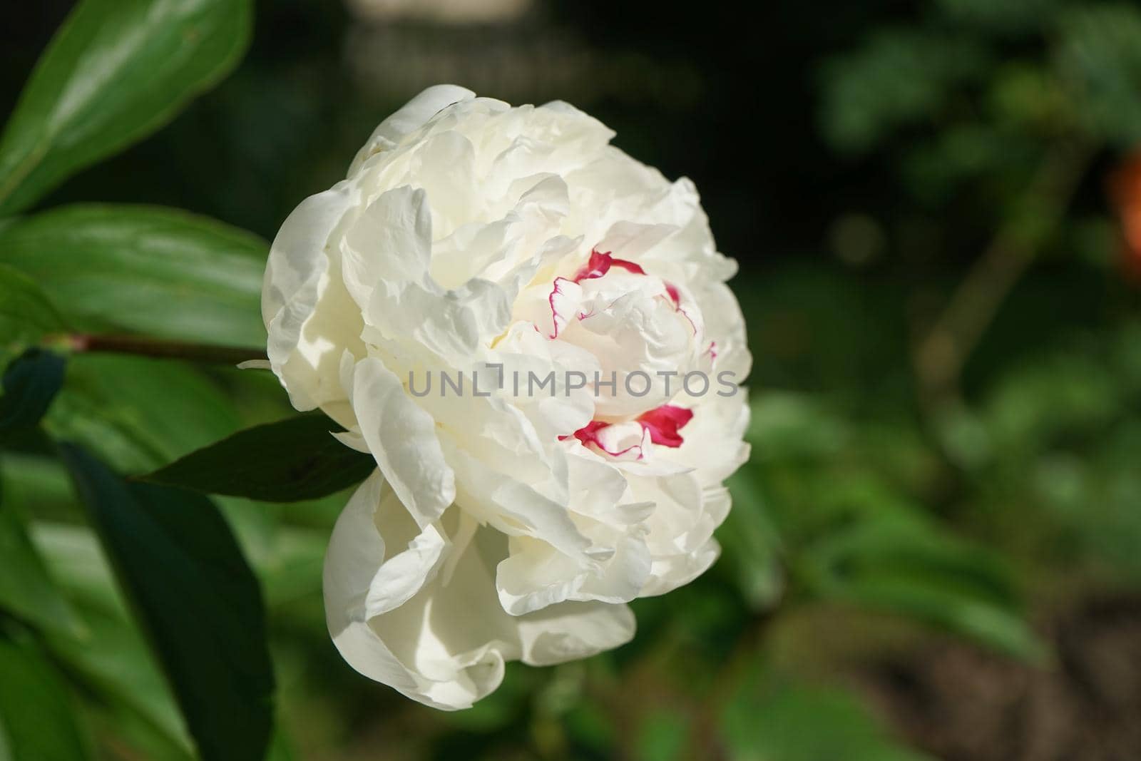 Large white peony on a blurred background of green leaves. beauty of nature