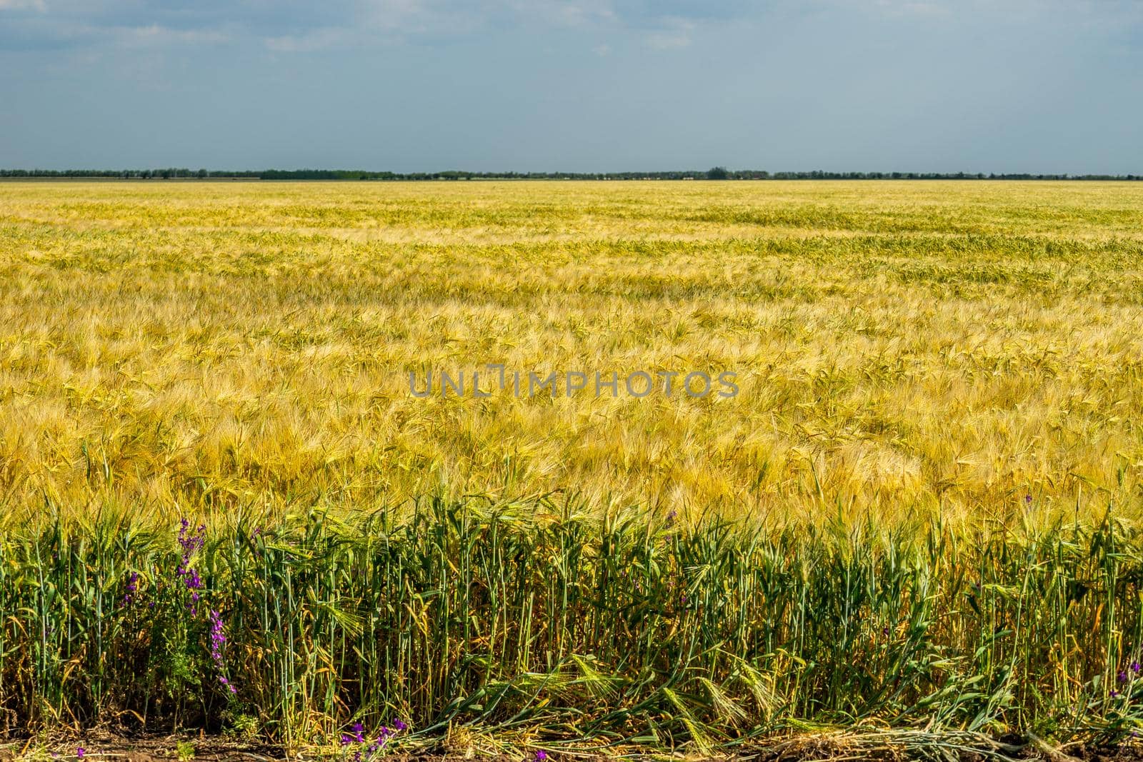Wheat field. Agricultural field with different varieties of wheat, near Evpatoria. Cultivation of different varieties of grain crops