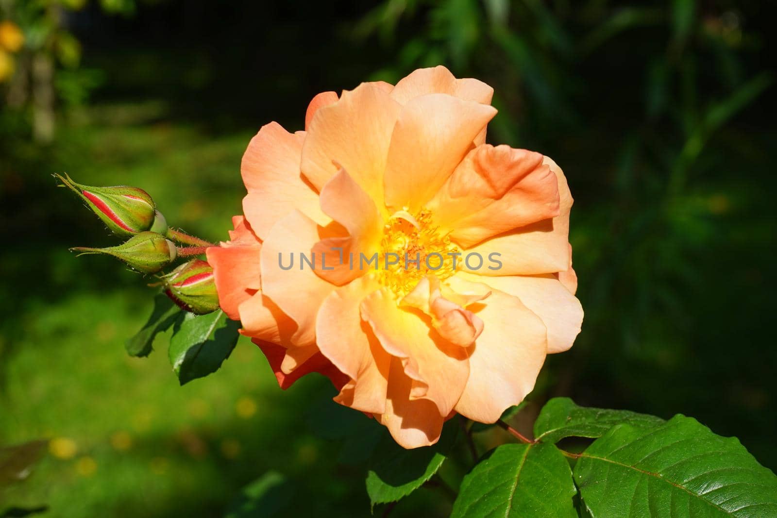 Flower lush orange rose on a blurred green background.