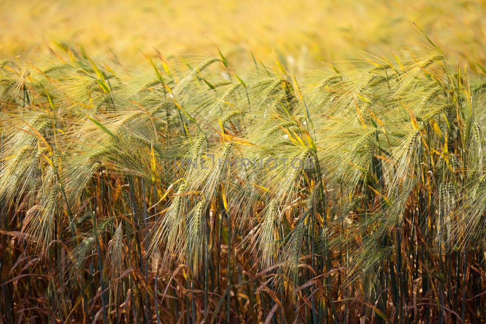 Wheat field. Agricultural field with different varieties of wheat, near Evpatoria. Cultivation of different varieties of grain crops