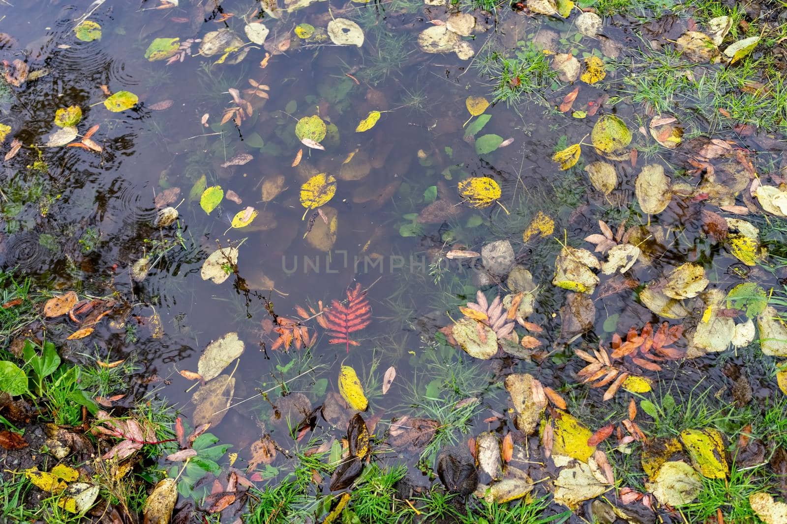 Natural background with a puddle of water and autumn leaves