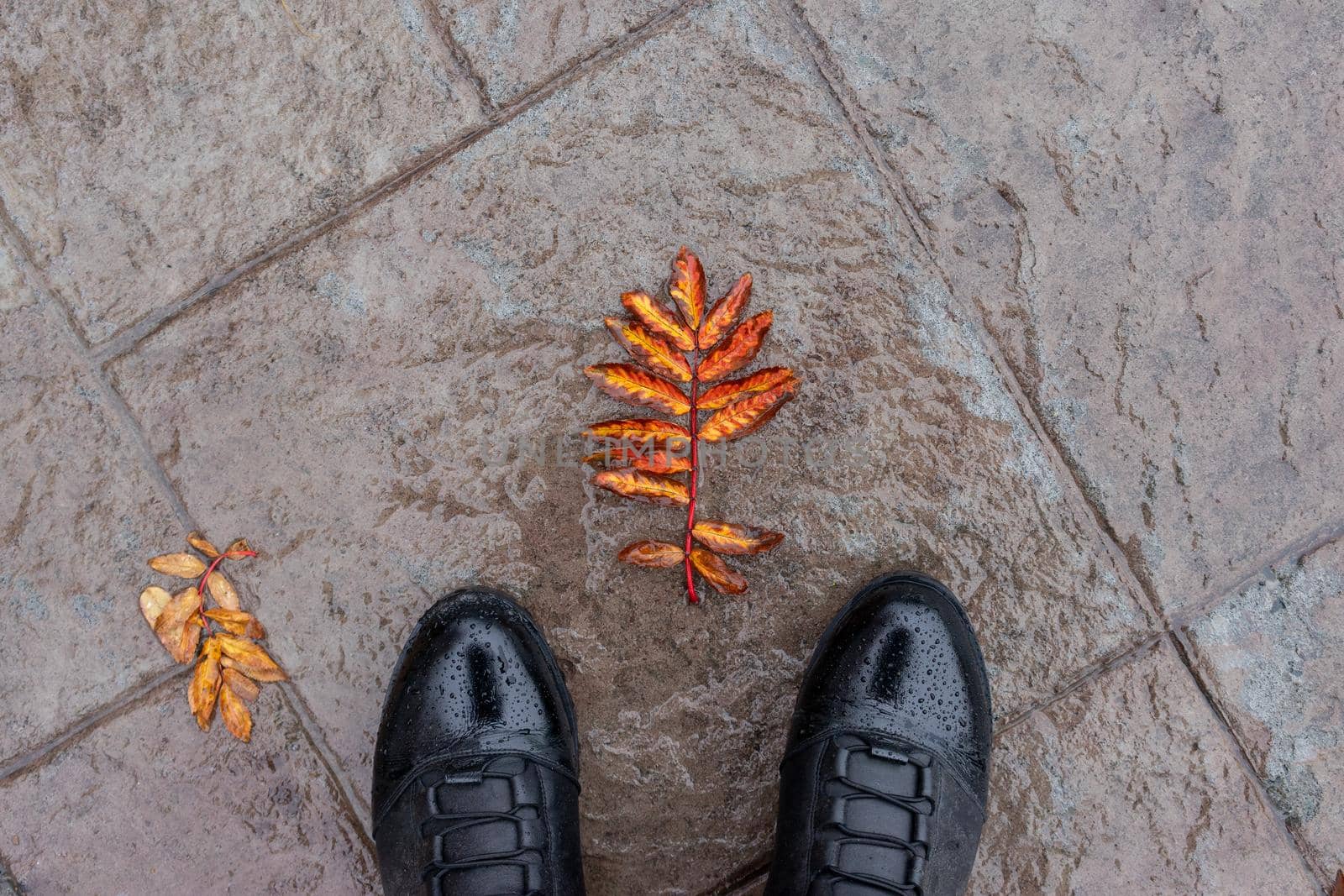 Black leather boots against the wet stone surface with orange Rowan leaves.