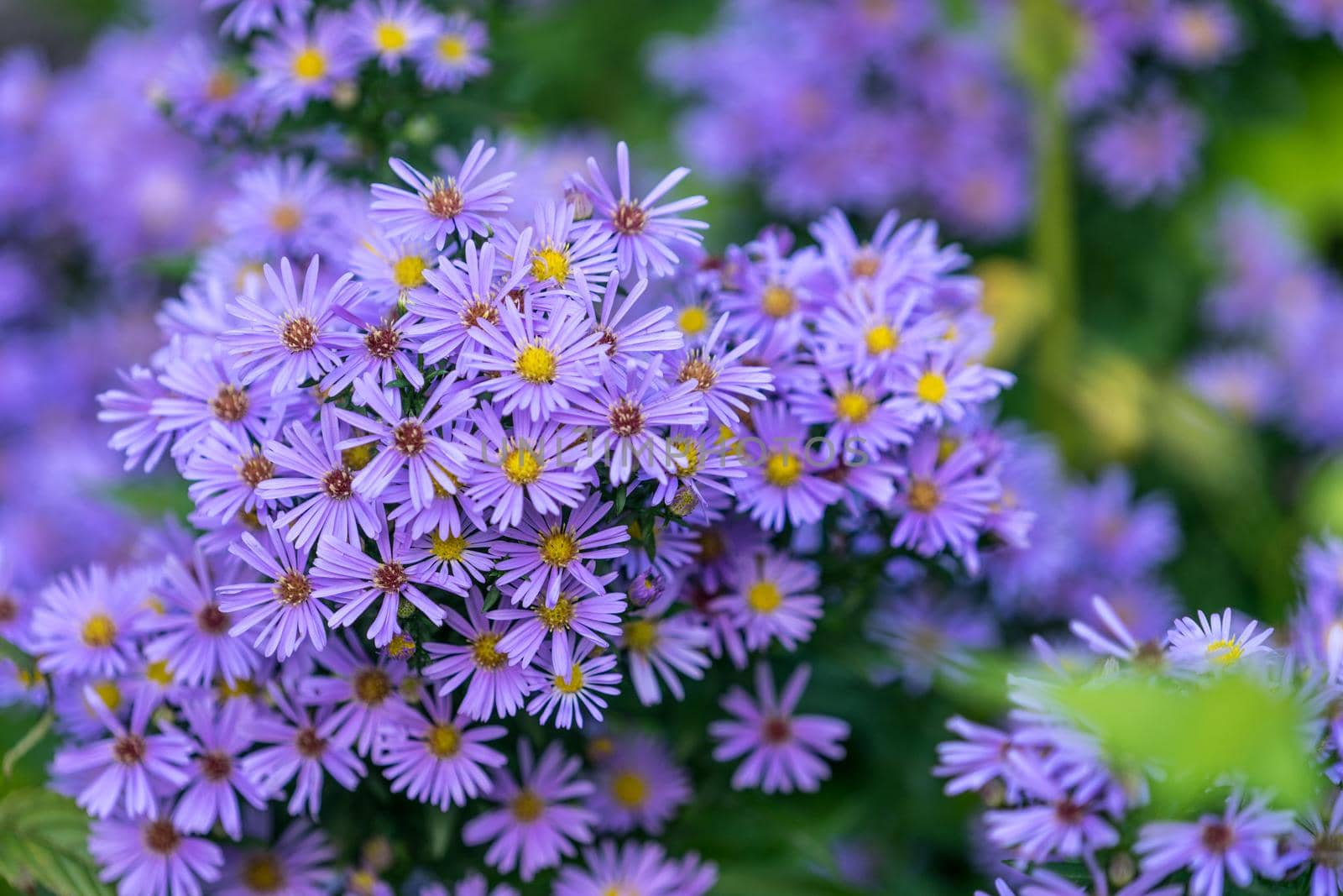 flowers Symphyotrichum novi-belgii purple color on blurred green background.