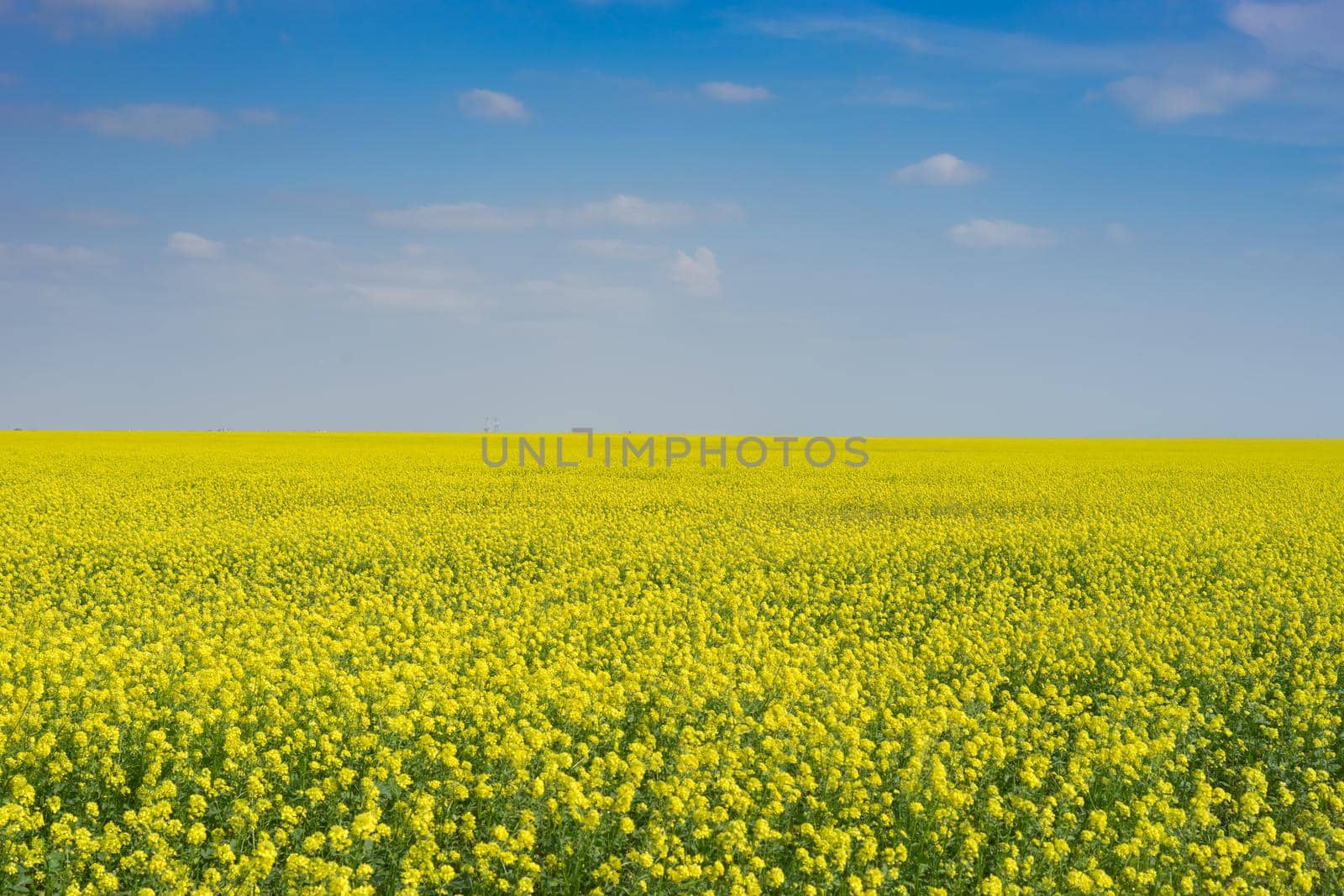Sunny landscape with bright yellow rapeseed field under blue sky