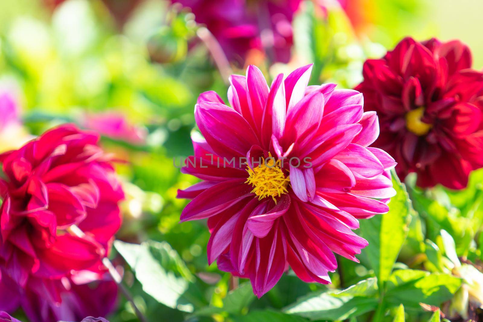 Floral background with pink dahlias on green background.