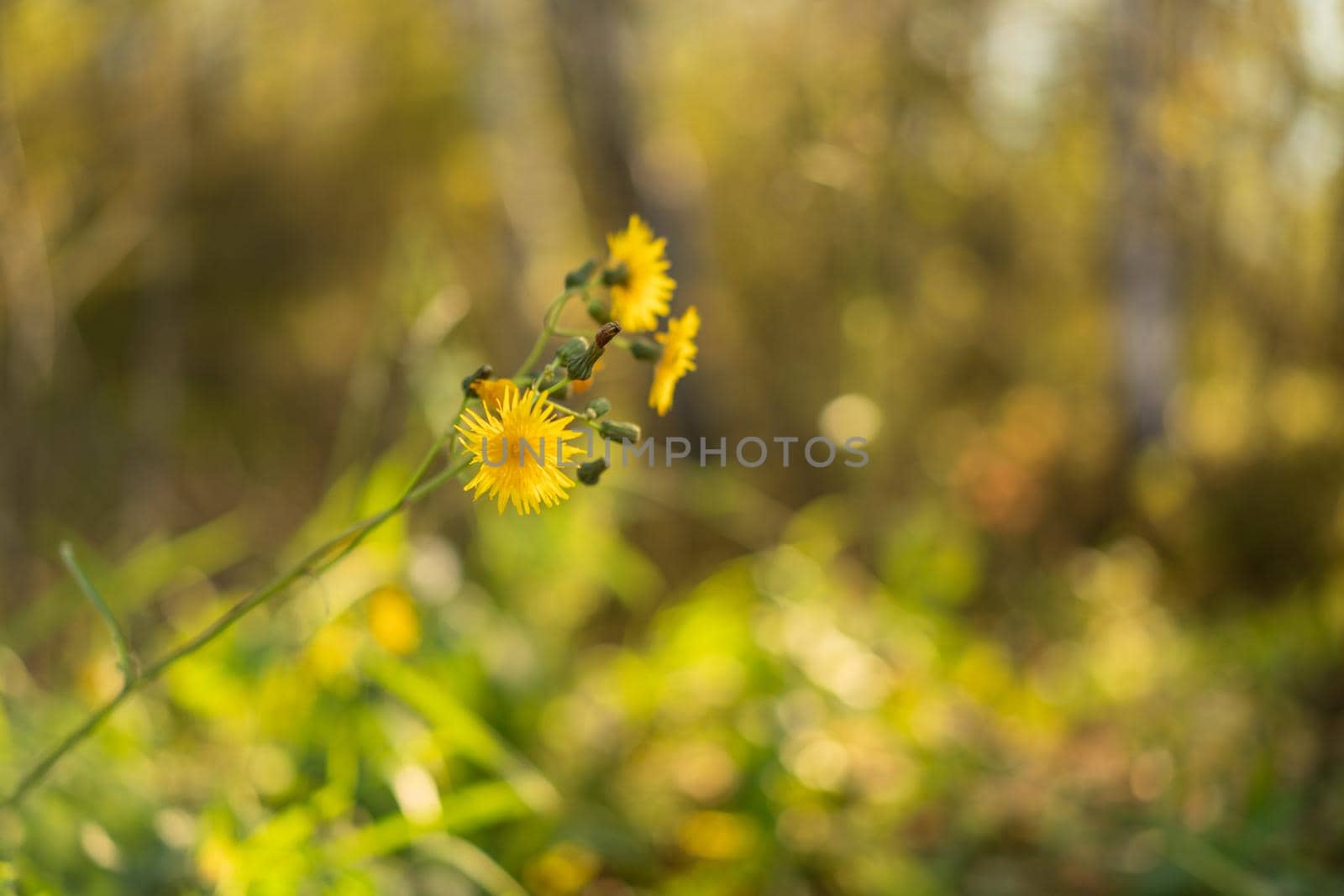 Yellow flower on a blurry autumn background of leaves.