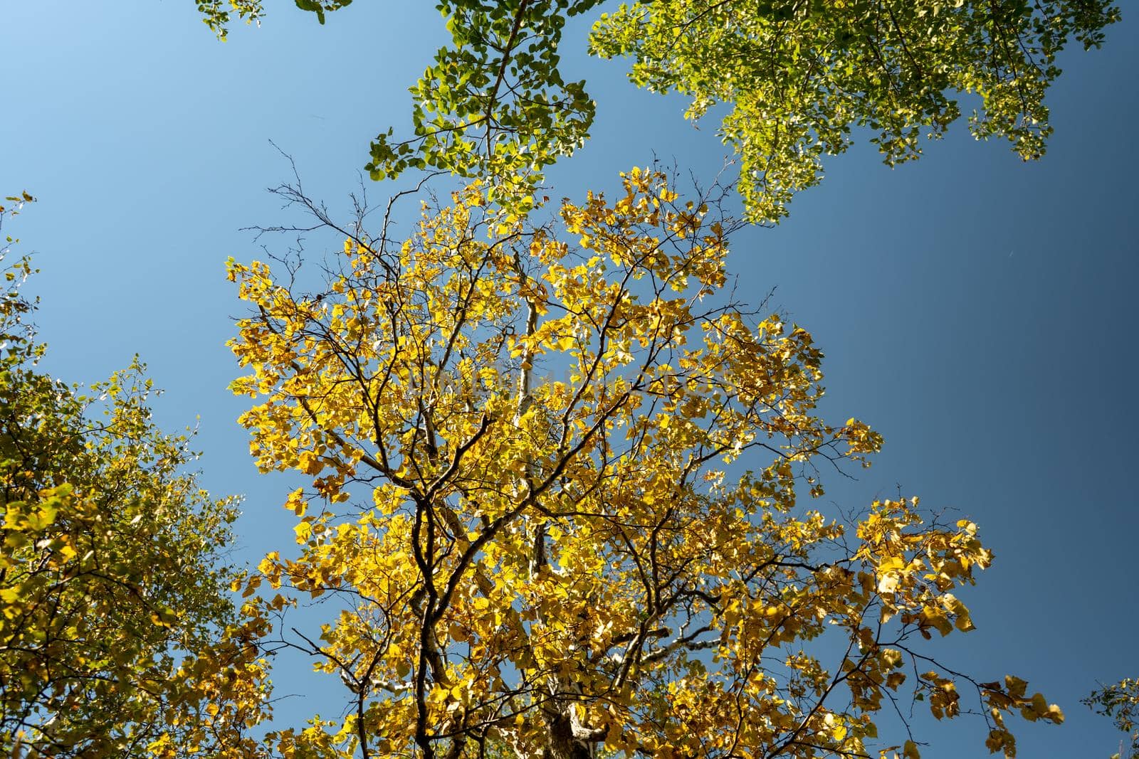 Autumn landscape with yellow leaves of trees against a blue sky.