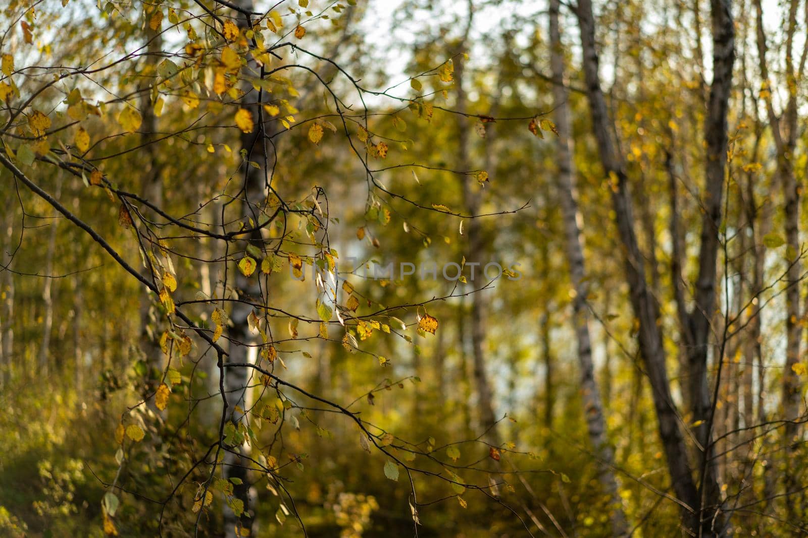 Natural autumn background with birch trees and yellow leaves. Beauty of nature.