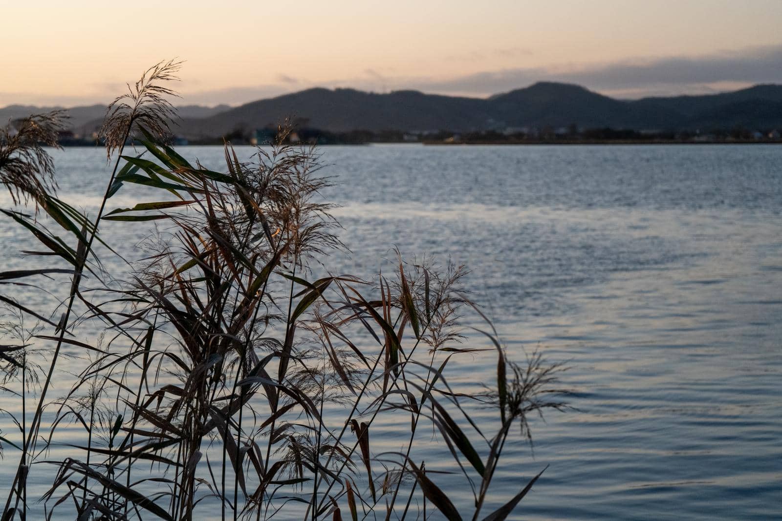 Landscape with branches of reeds on the background of water.