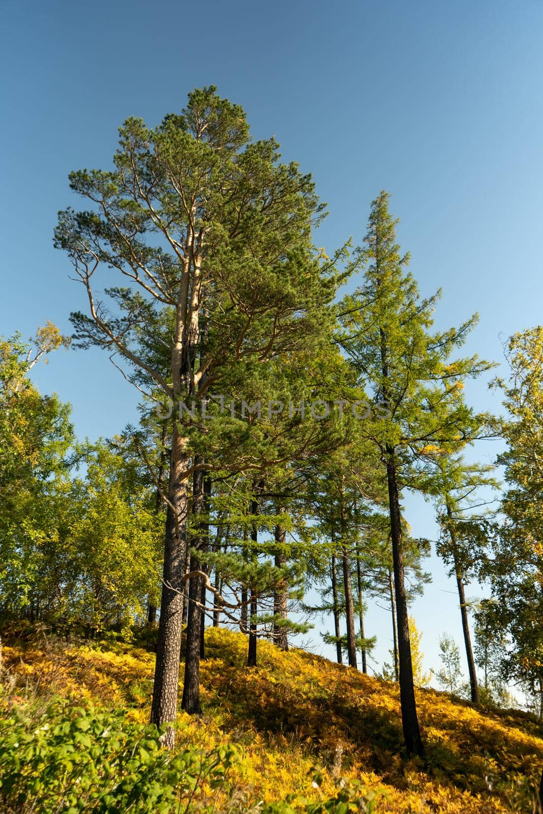 Natural landscape with a view of tall pines. Vertical image