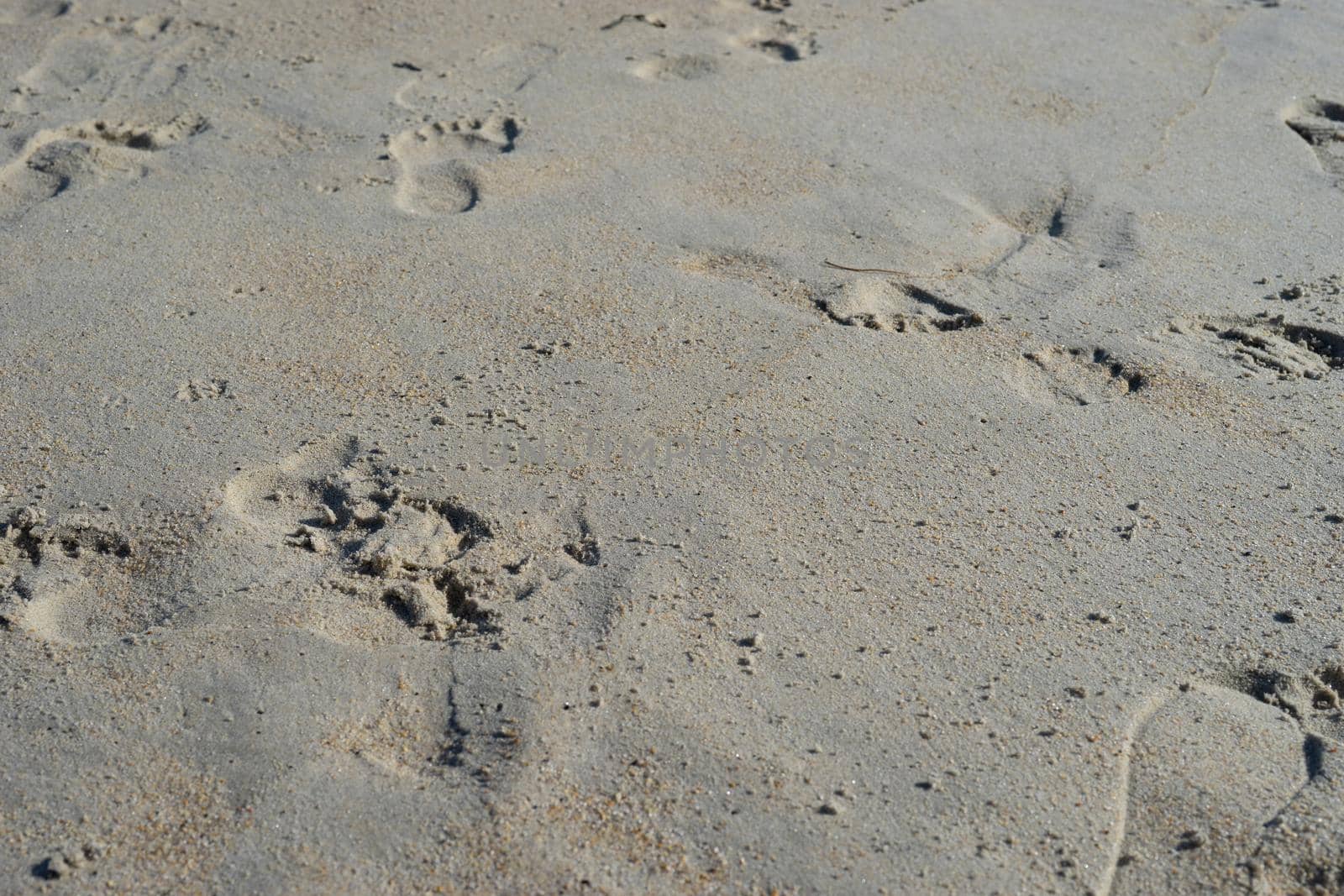 Natural background of sand with the prints of human feet