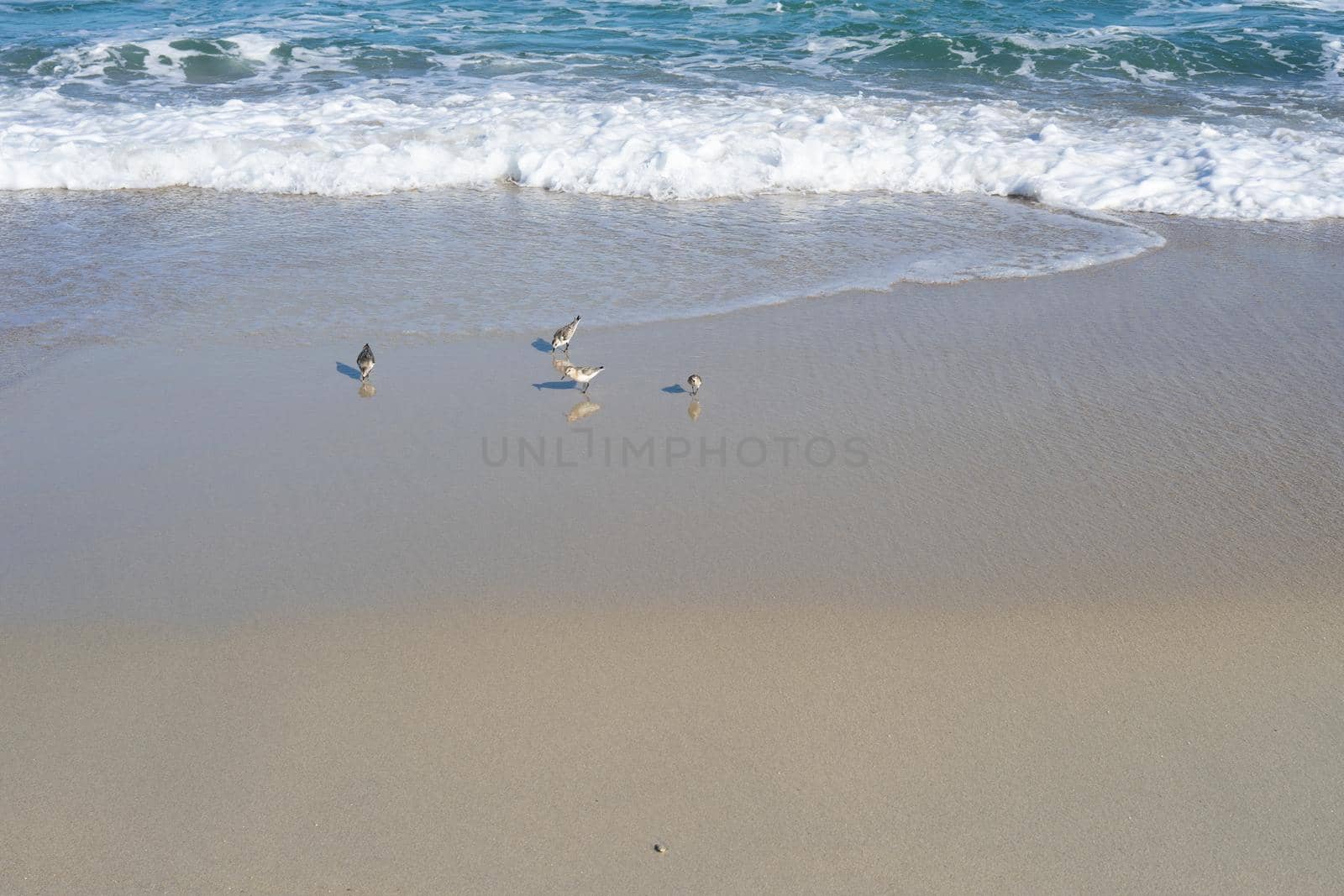 Sandy beach with sea waves and birds