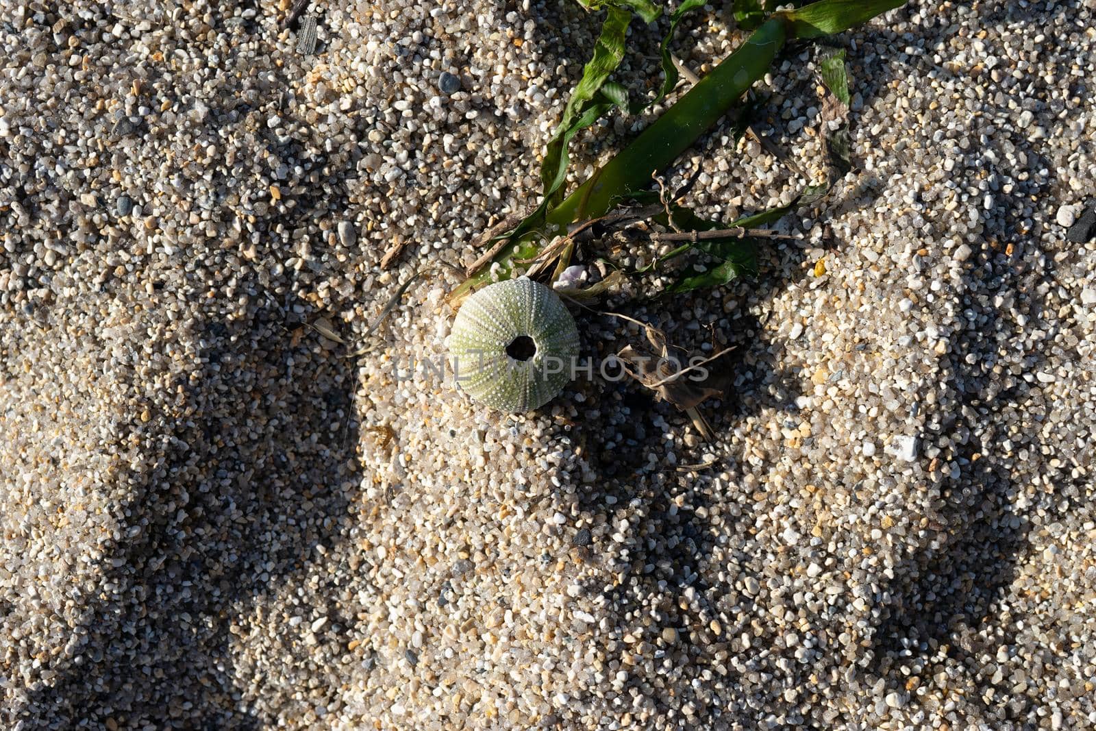 Skeleton of a sea urchin on a background of sand and algae