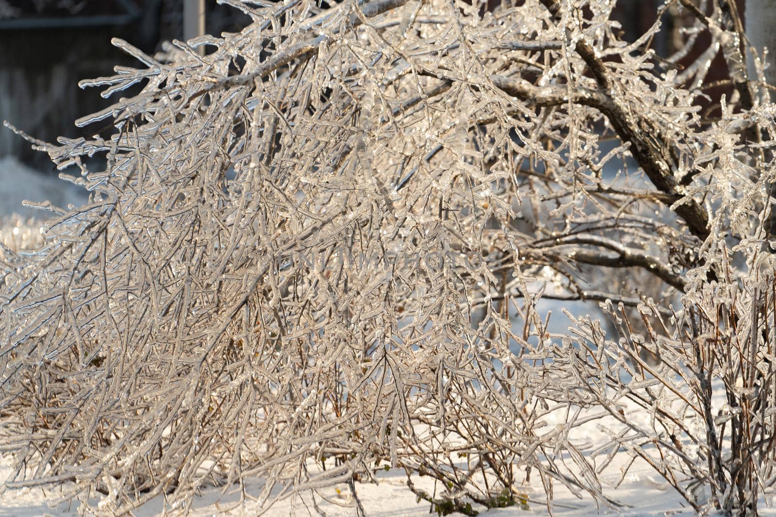 Natural background with ice crystals on plants after an icy rain.
