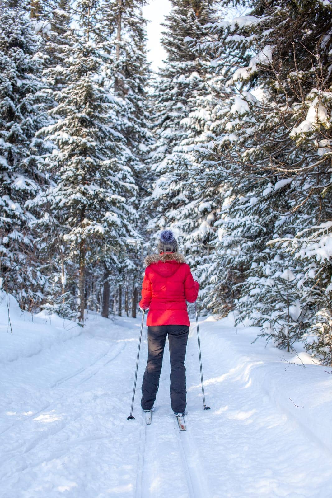 A girl in a red jacket goes skiing in a snowy forest in winter. The view from the back. Snow background with skis between the trees.
