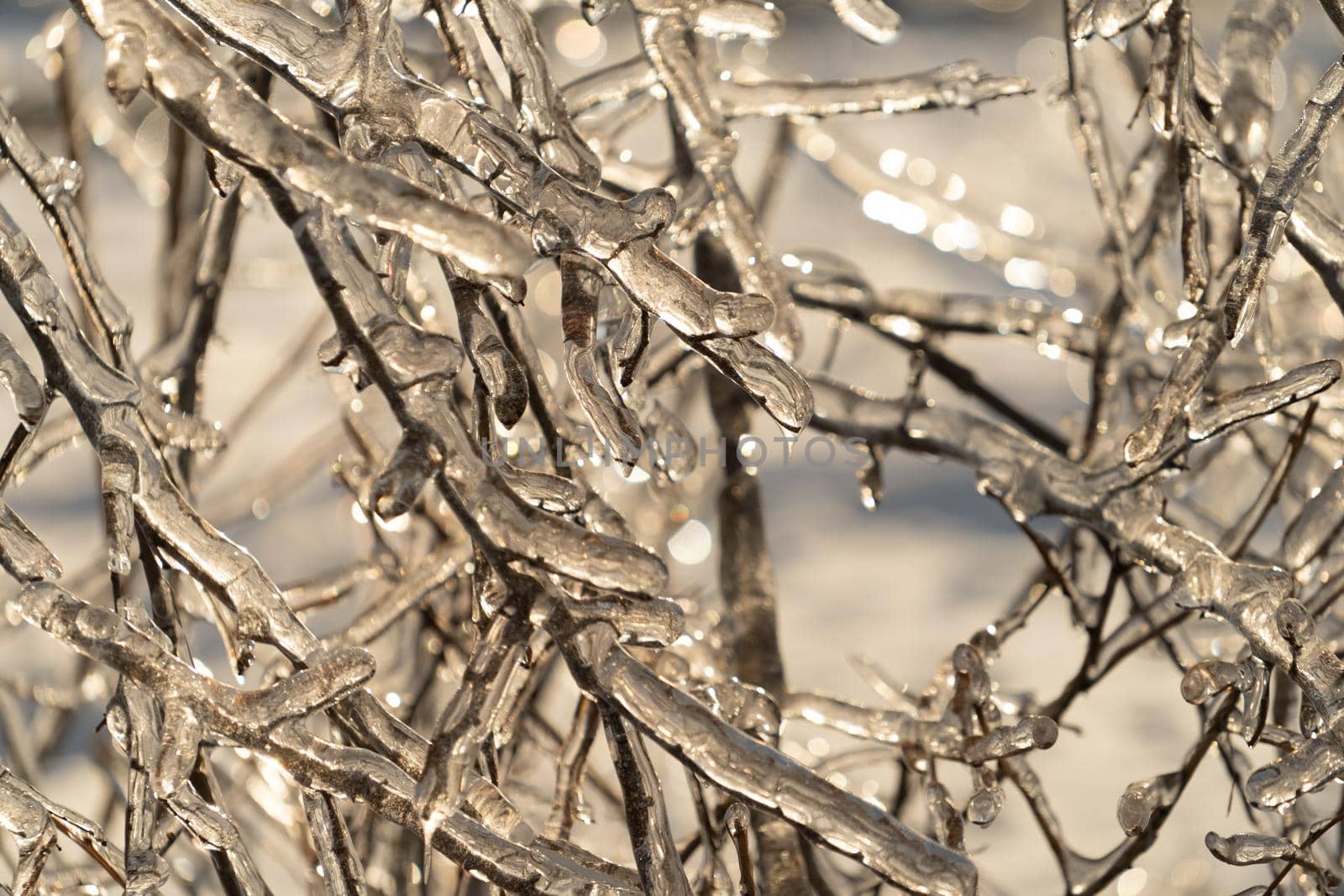 Natural background with ice crystals on plants after an icy rain.