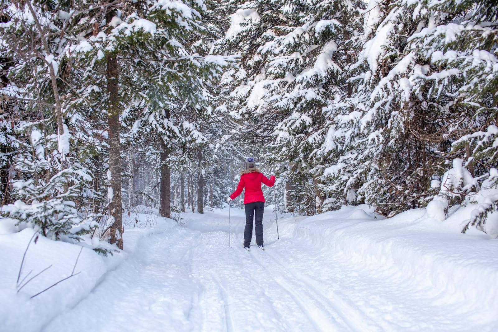 A girl in a red jacket goes skiing in a snowy forest in winter.  by AnatoliiFoto