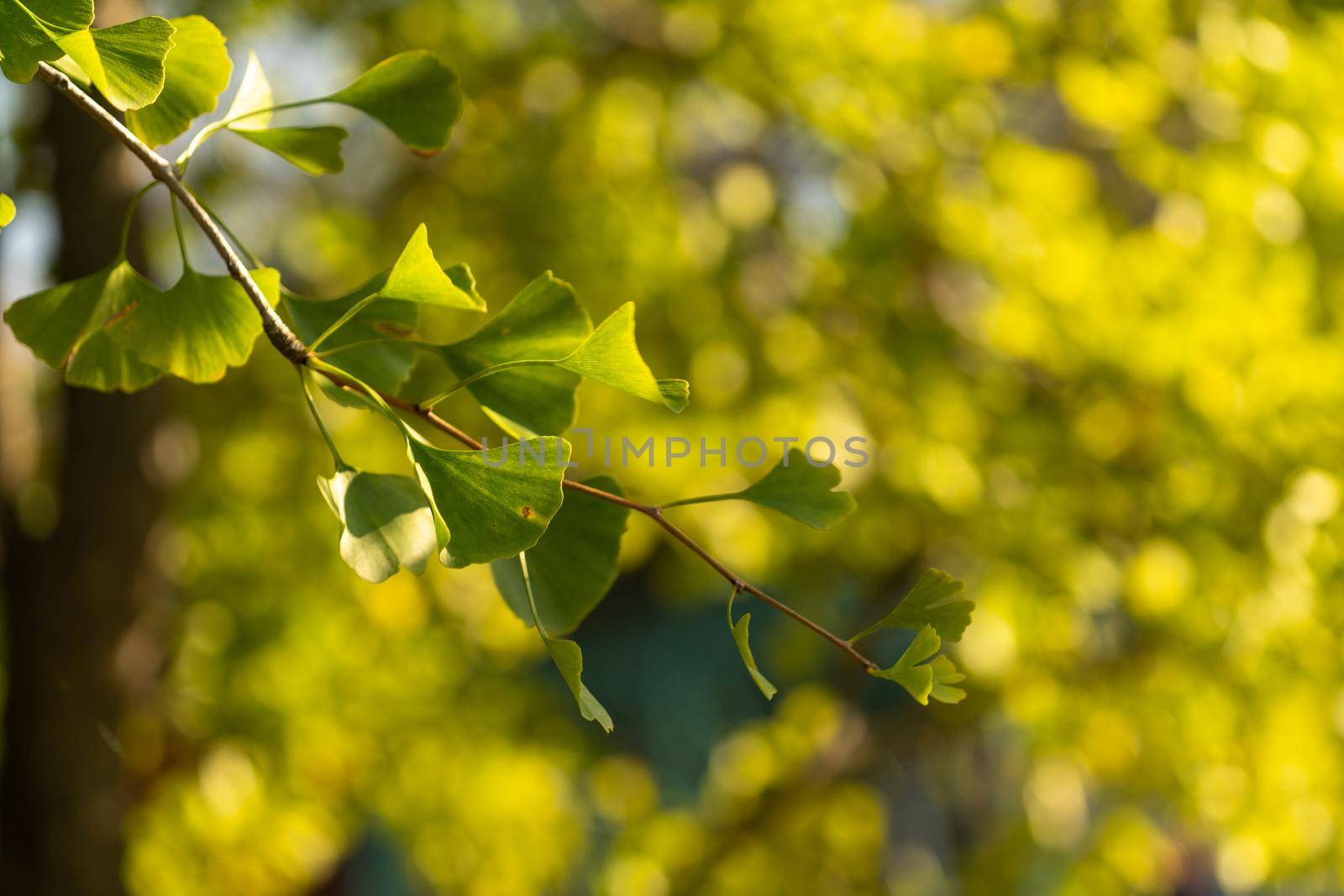 Ginko leaves and branches on a blurry natural background