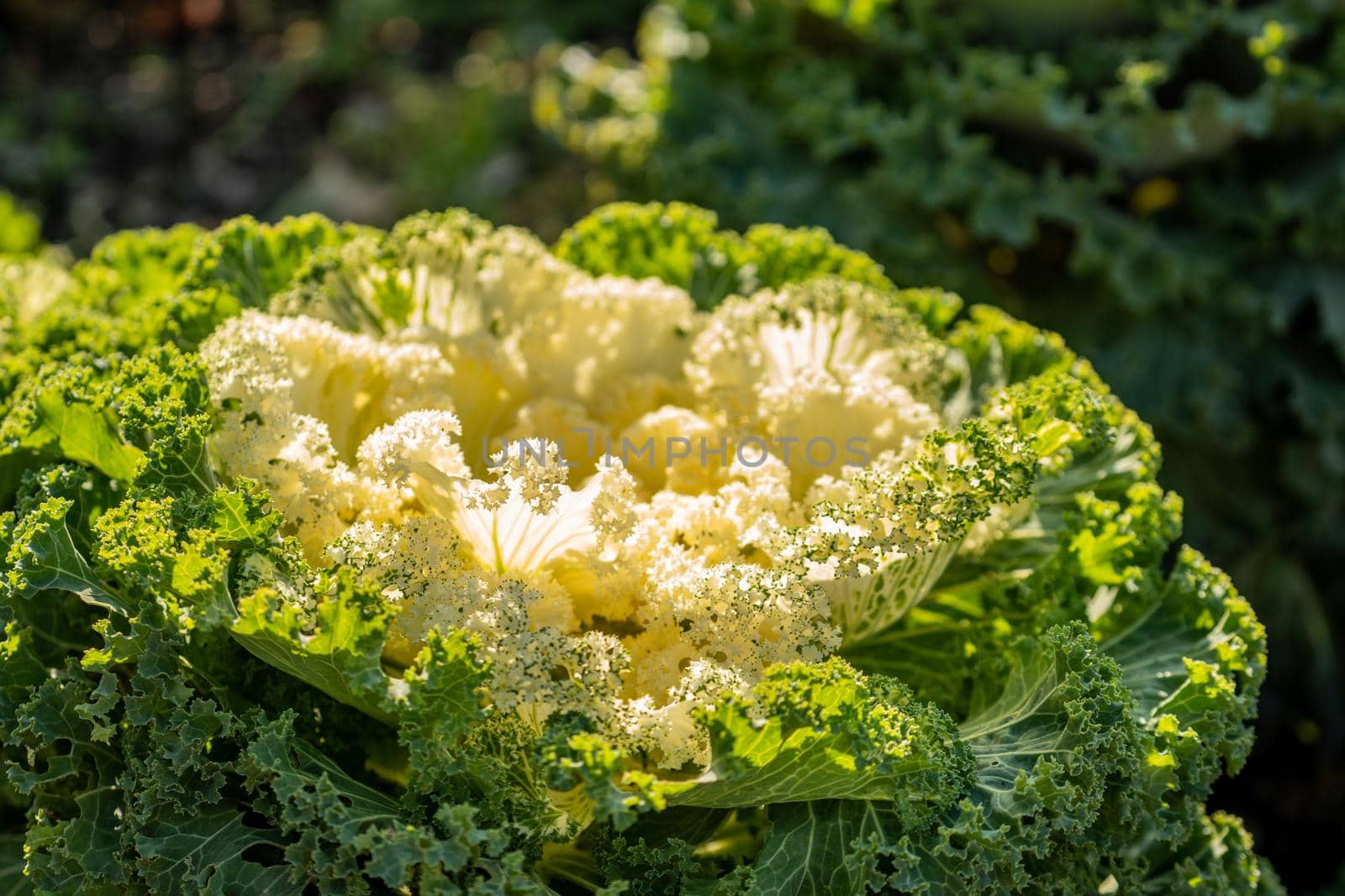Natural background with decorative cabbage on a flower bed.