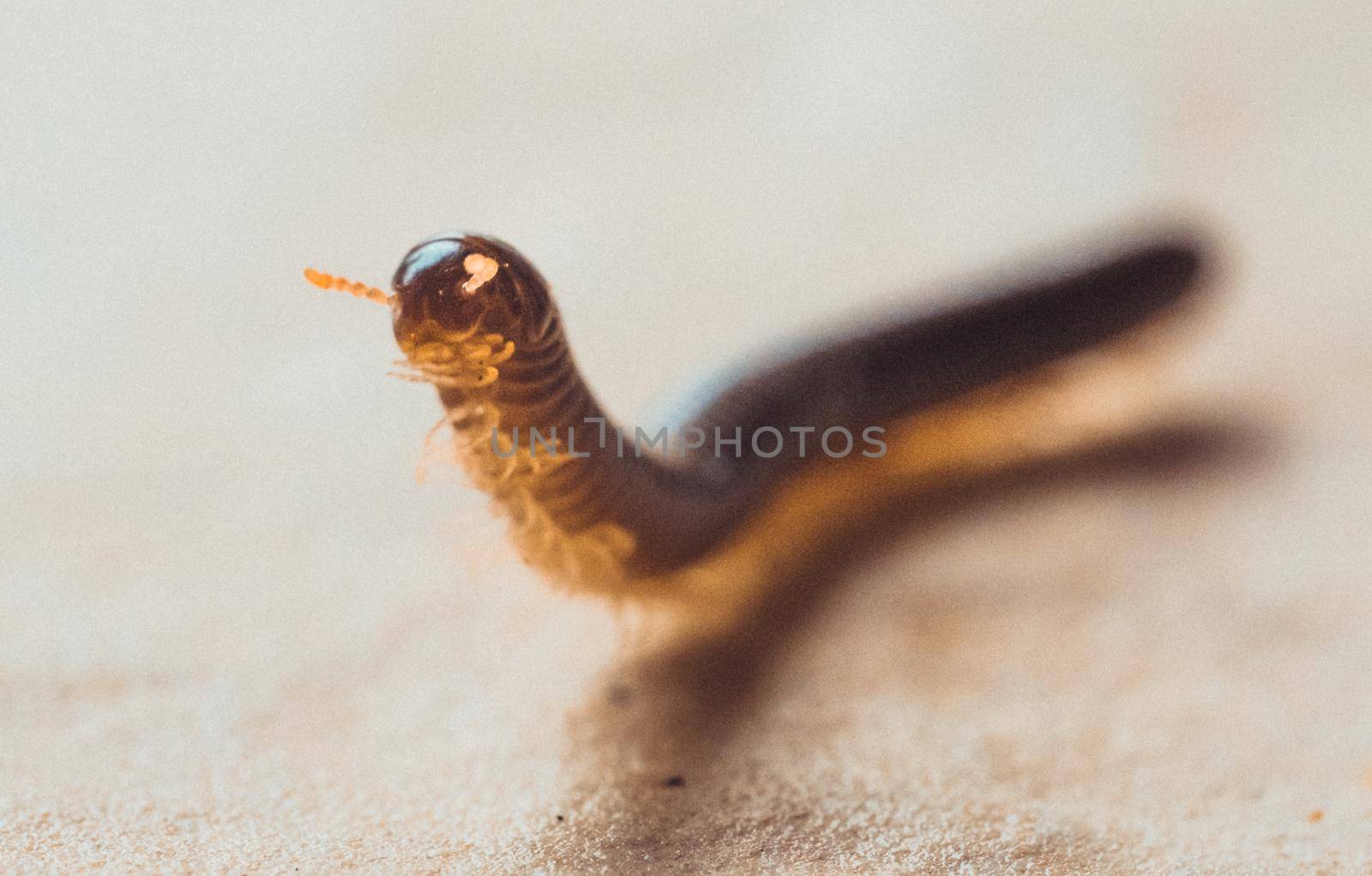 Nice macro photography of centipede - costa rica. High quality photo