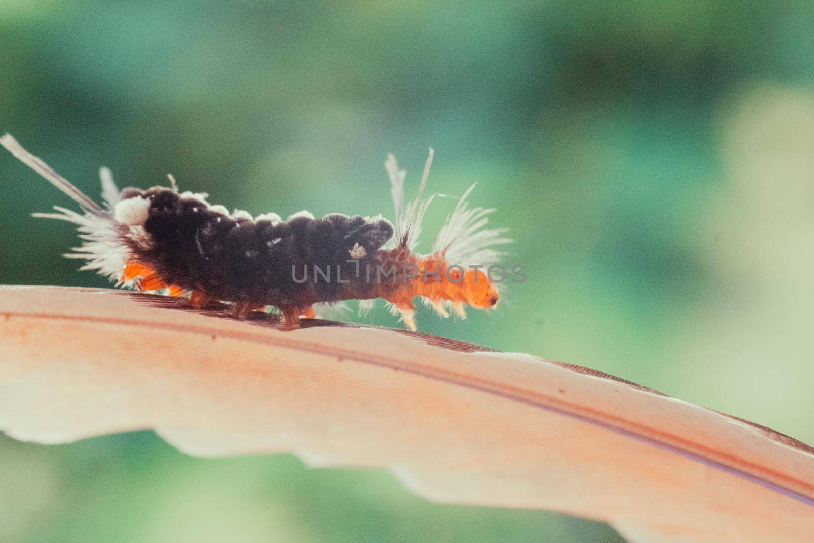 Beautiful photo of insect crawling on feather - costa rica. High quality photo