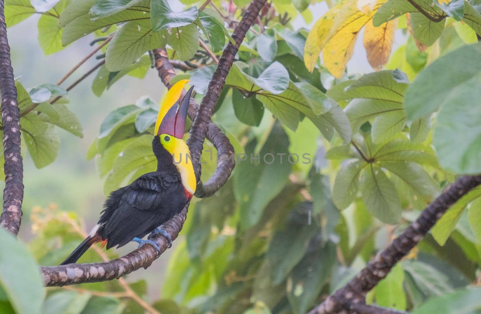 Beautiful photography of Toucan sitting on the tree - costa rica by Esperophoto