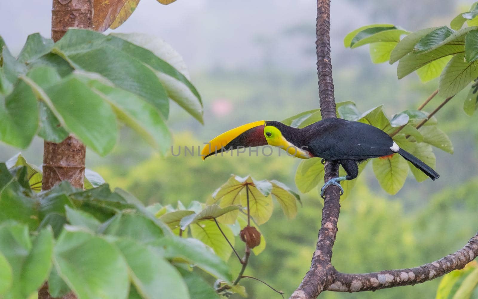 Beautiful photography of Toucan sitting on the tree - costa rica by Esperophoto