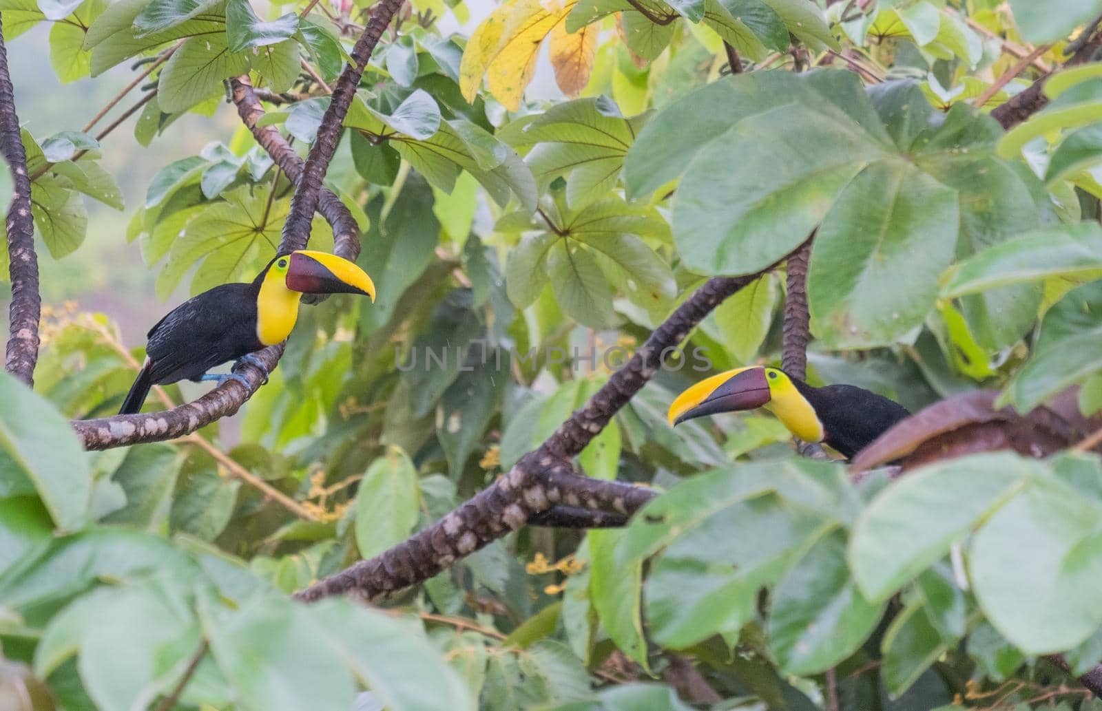 Nice photography of two toucans on the tree - costa rica. High quality photo