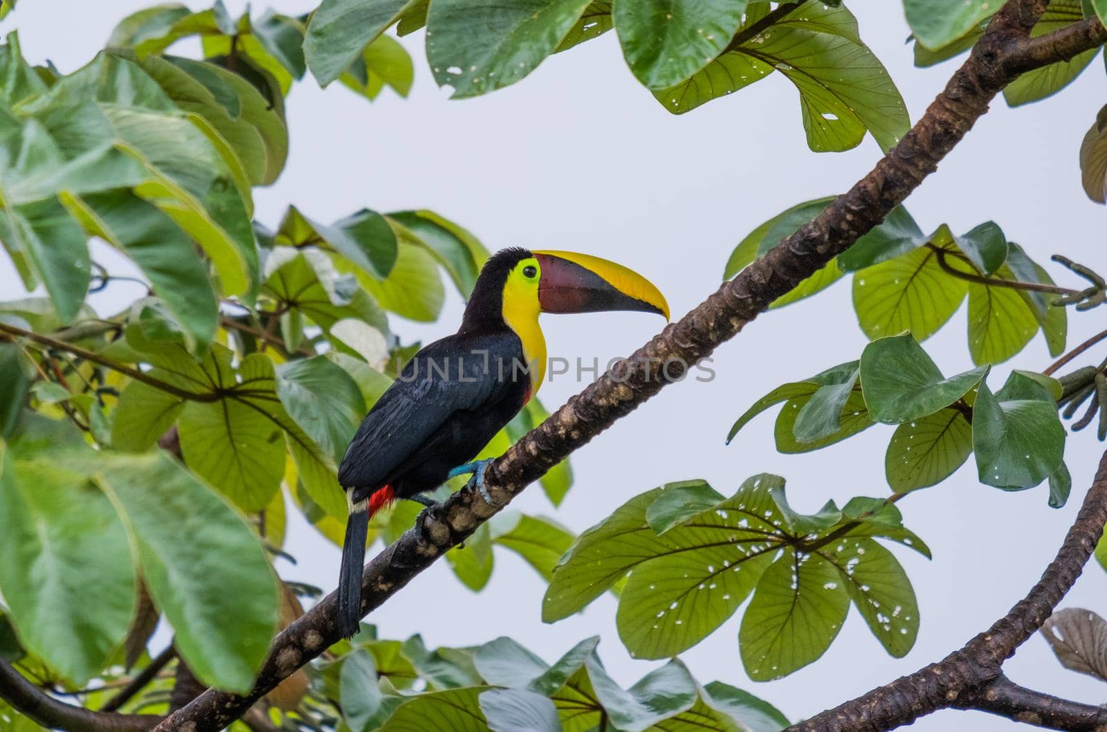 Beautiful photography of Toucan sitting on the tree - costa rica by Esperophoto