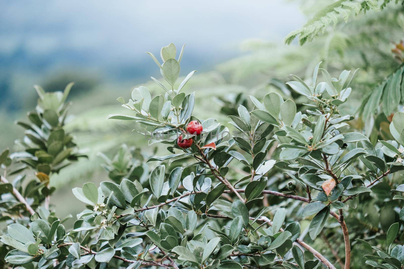 Photo of one red fruit on the tree - costa rica. High quality photo