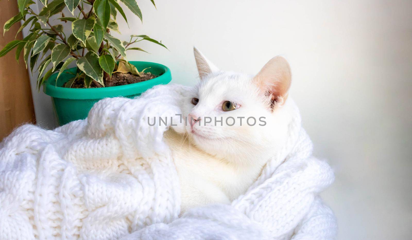 A young white cat lies on the windowsill near a ficus tree wrapped in a white knitted scarf by lapushka62