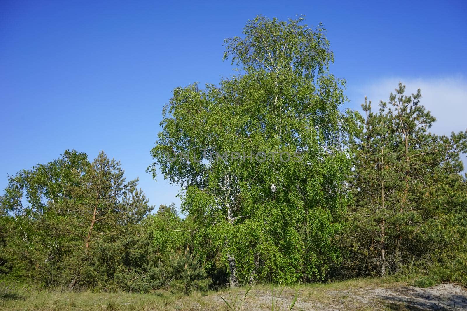 landscape with trees against the blue sky on a Sunny day in Kaliningrad region