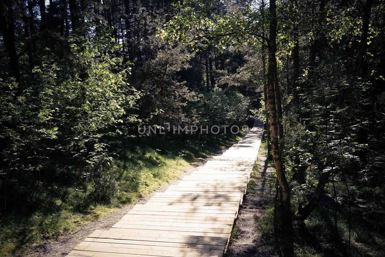 wooden footpath in the forest in the nature reserve of the Curonian spit