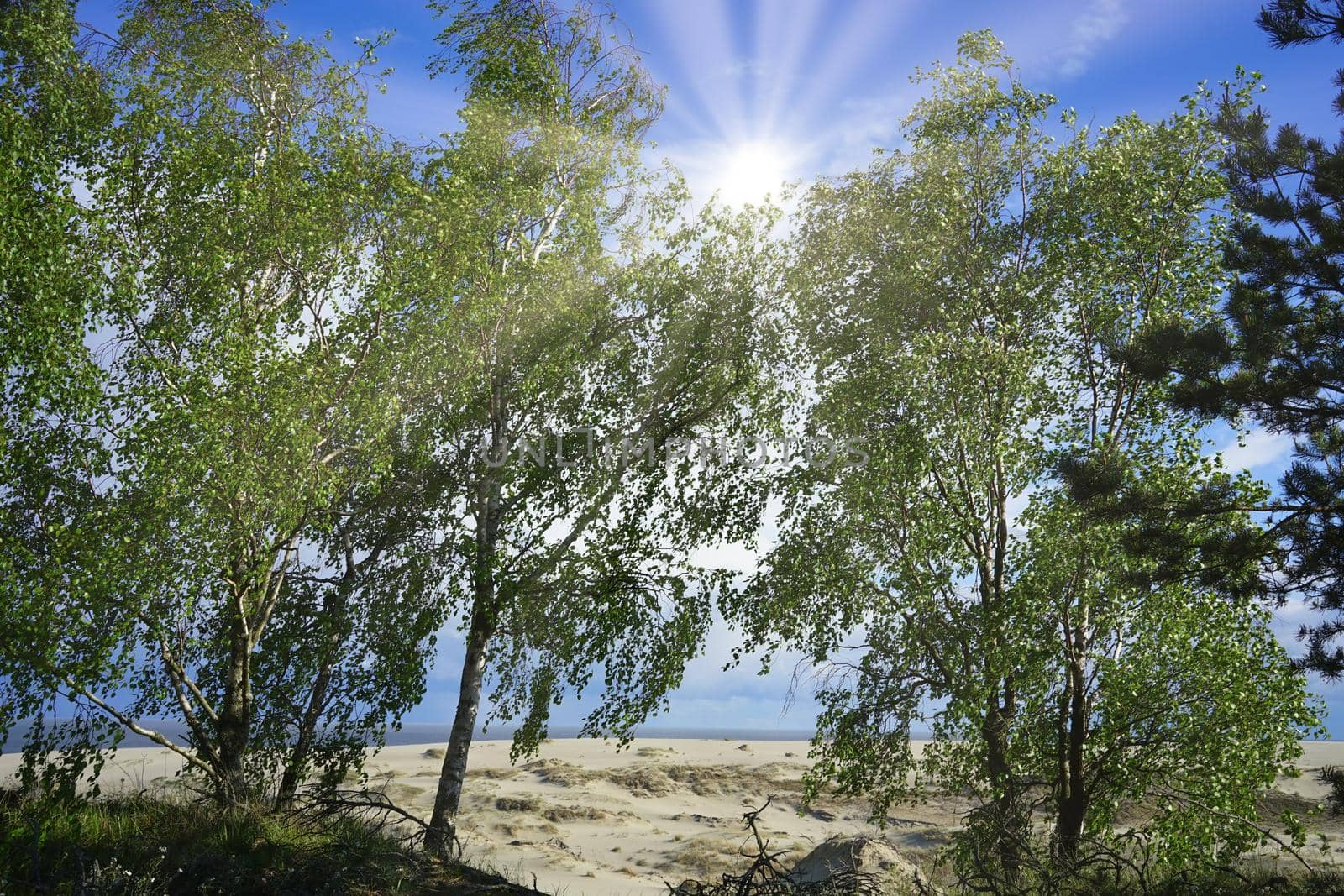 birch standing amid the dunes of the Curonian spit Russia