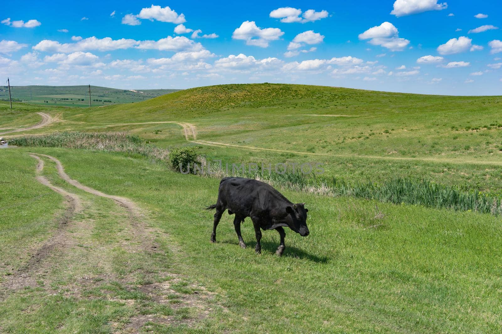 Young black bull on a green field background on a Sunny day.