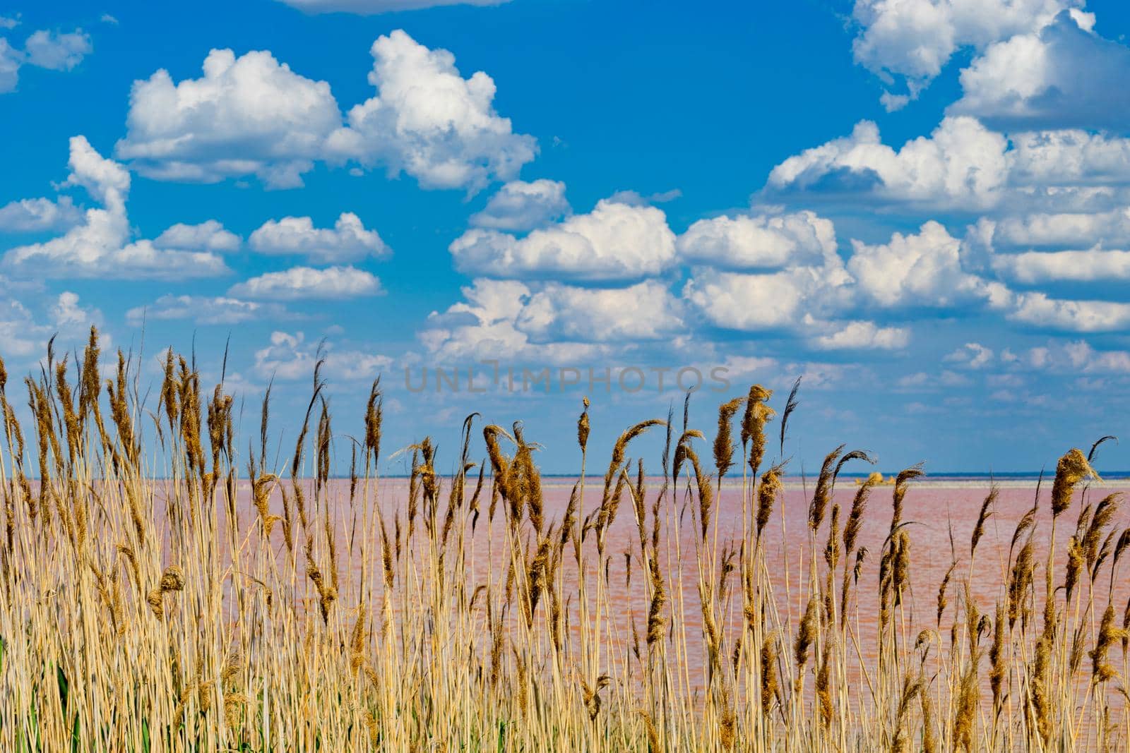 The cloudy sky over the pink lake Sasyk-Sivash. Evpatoria, Crimea.
