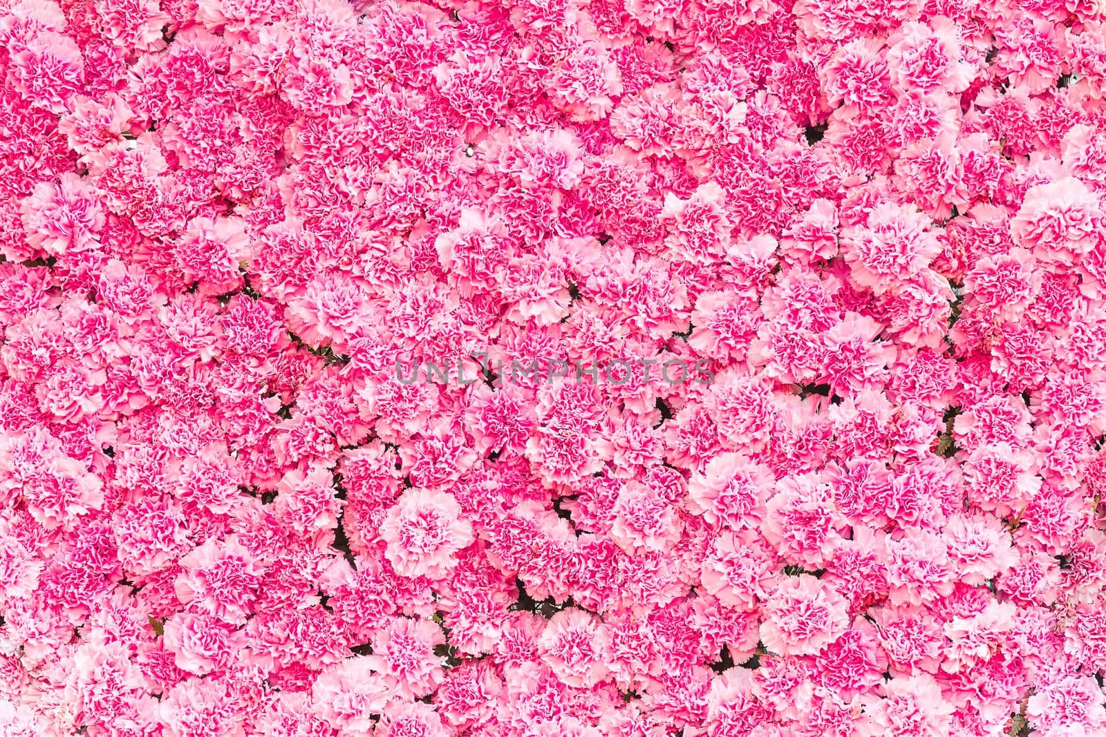 Beautiful Pink carnation flower background by stoonn