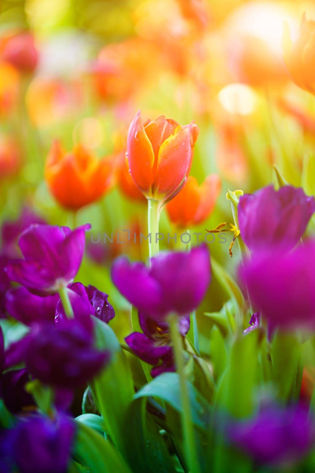 Red tulips in the garden by stoonn