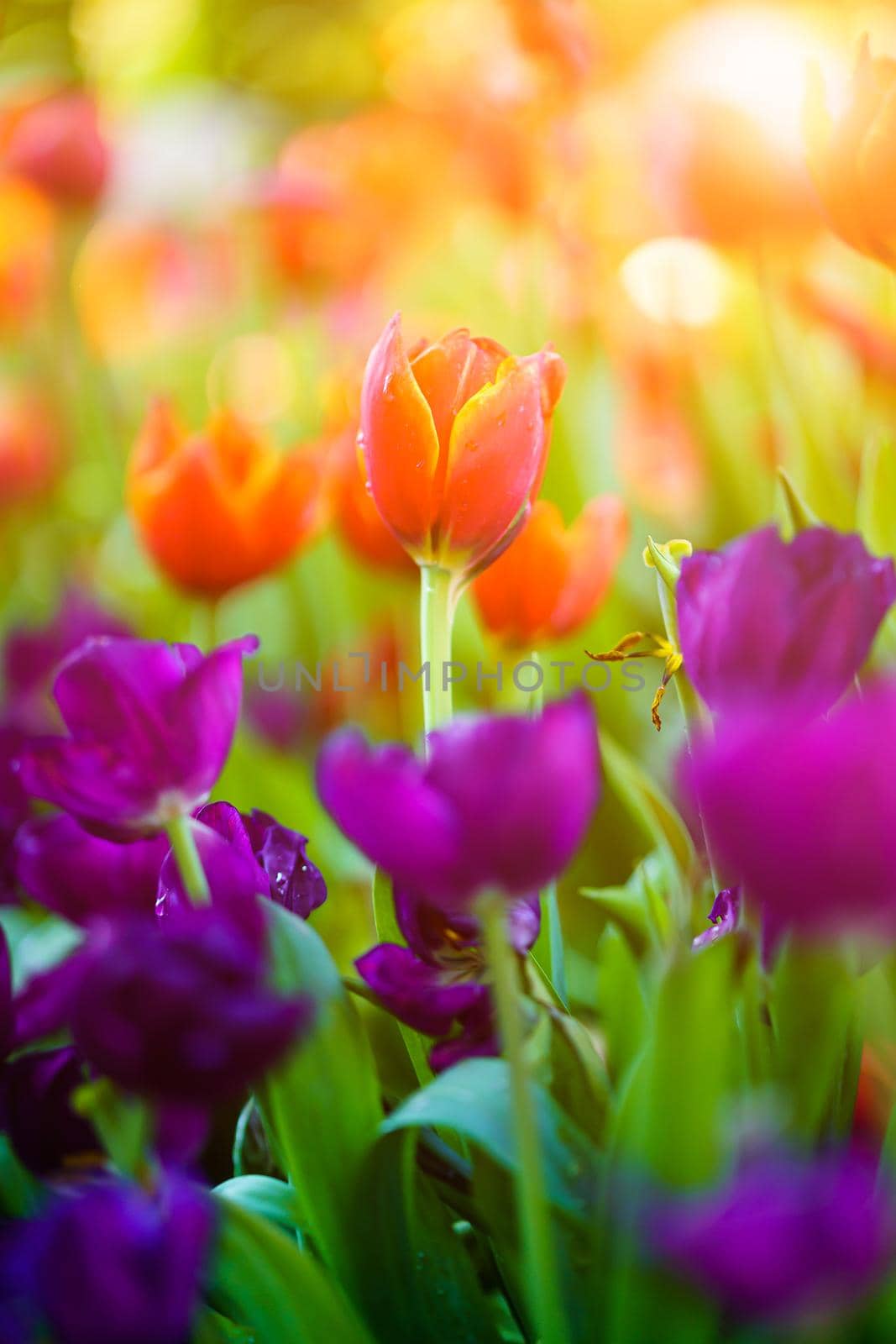 Close up Red tulips flowers blooming in spring garden