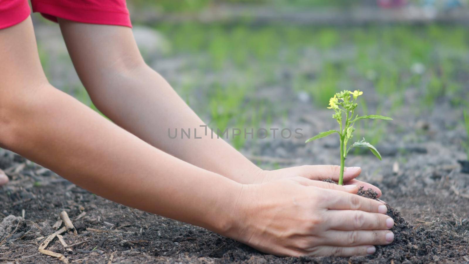 Woman hand hold planting growing a tree in soil on the garden. Female plant small young tree by hand in the morning. Forestry environments ecology, Earth Day and New Life concept. slow motion